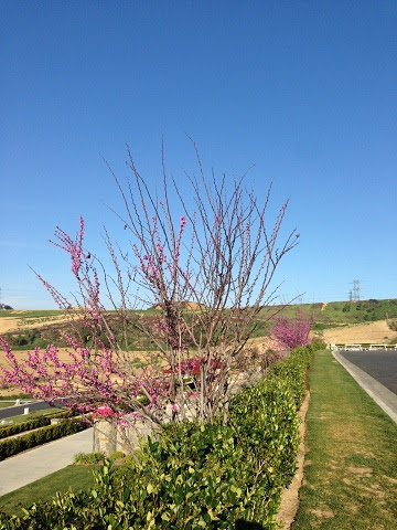 供奉因海玉尊的聖地上方，按季節應該已經枯乾的紅花樹，紅花開滿樹，生機盎然。極為殊勝百場聖會法會後天空中的吉祥雲與有金剛棒的月光。(第三世多杰羌佛佛法)