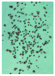 仰諤益西諾布大法王佛法