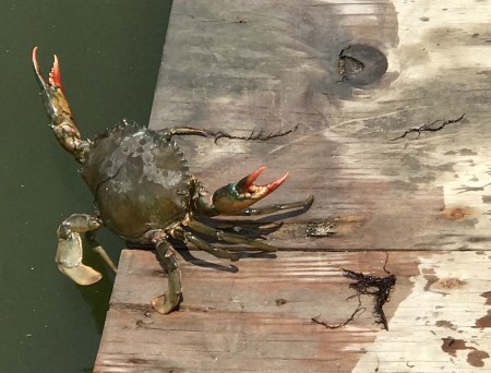 學習多杰羌佛第三世佛法