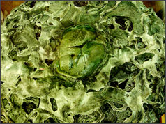 圖為藤蘿法帳頂，藤蘿瞬間呈顯數百年的枯竭乾老的「無常」相，圖中央為大法王手印覆蓋下的藤蘿，不僅沒有乾枯，手印濕苔仍活鮮如新。(隆智攝)