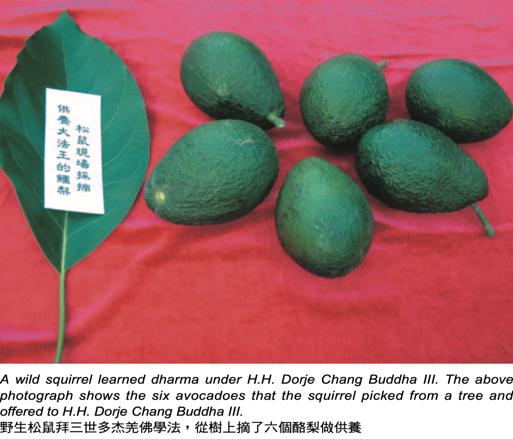 松鼠獻酪梨給三世多杰羌佛
多杰羌佛第三世
第三世多杰羌佛