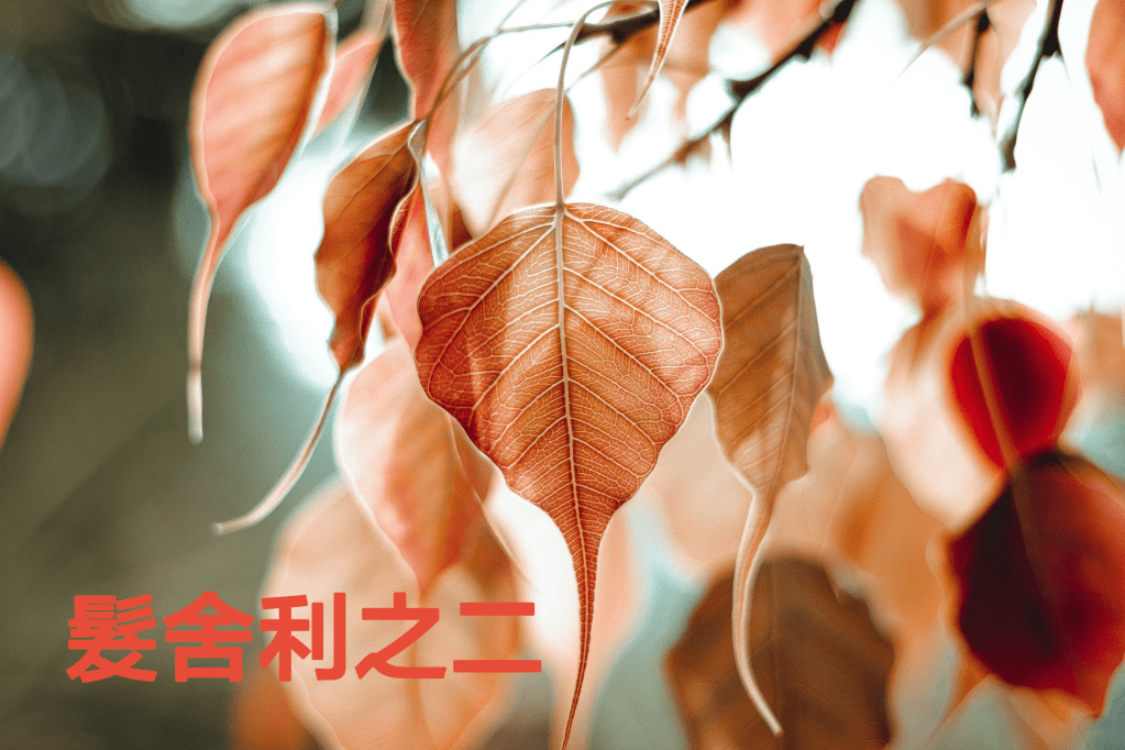 第三世多杰羌佛
多杰羌佛
髮舍利
舍利