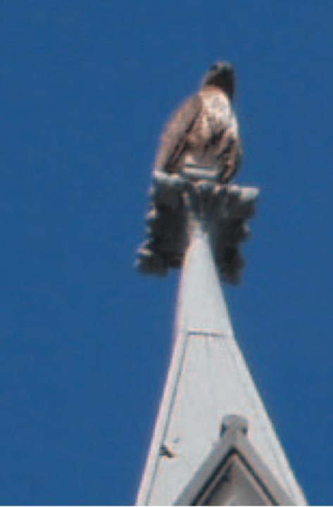 大鵬金翅鳥
第三世多杰羌佛
多杰羌佛
義雲高
义云高