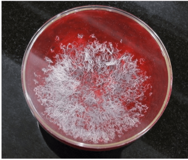 眾人在現場看到佛陀降下甘露穿過房頂和水晶缽蓋進入缽中。 眾人在現場看到佛陀降下甘露穿過房頂和水晶缽蓋進入缽中。