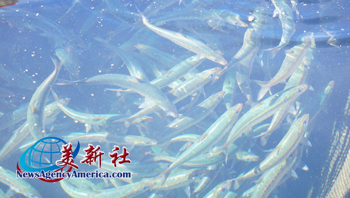 「H.H. 第三世多杰羌佛日」為全球唯一由政府正式頒佈的佛陀紀念日